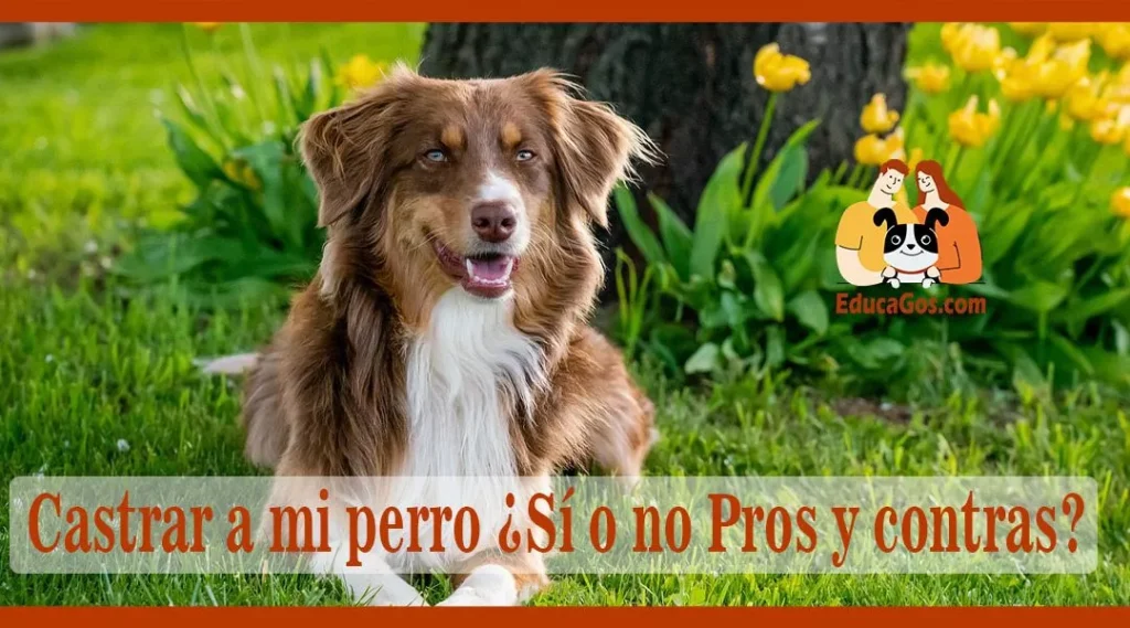 Beneficios de castrar a un perro filetype:webp