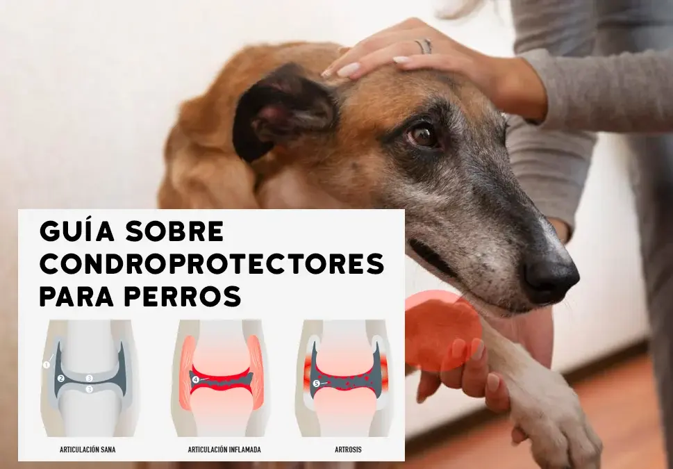 Condrovet force ha razas grandes: beneficios y características filetype:webp