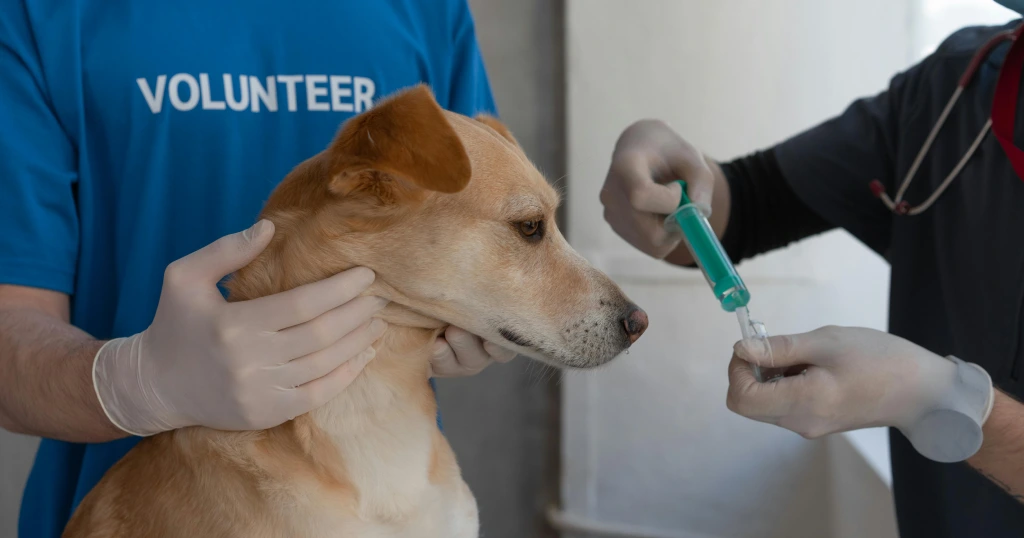 Desparasitacion interna perros: todo lo que necesitas saber filetype:webp