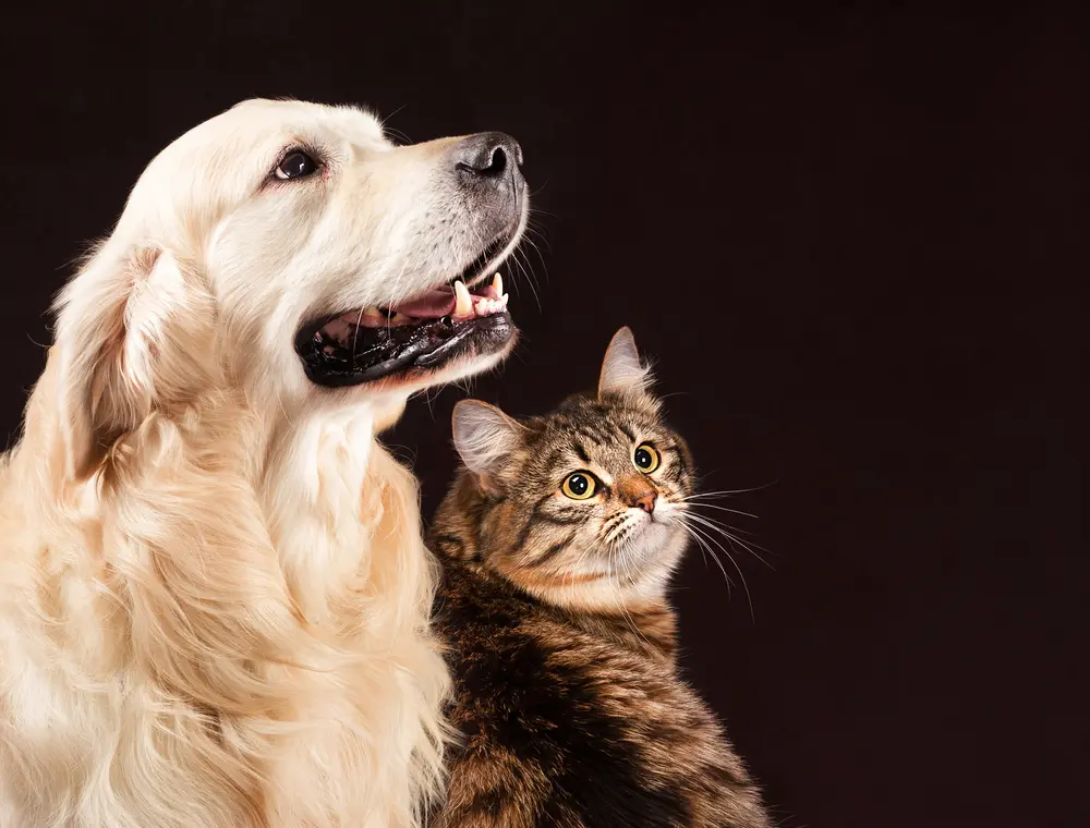 Hepatoprotector perros: guía de opciones y beneficios filetype:webp