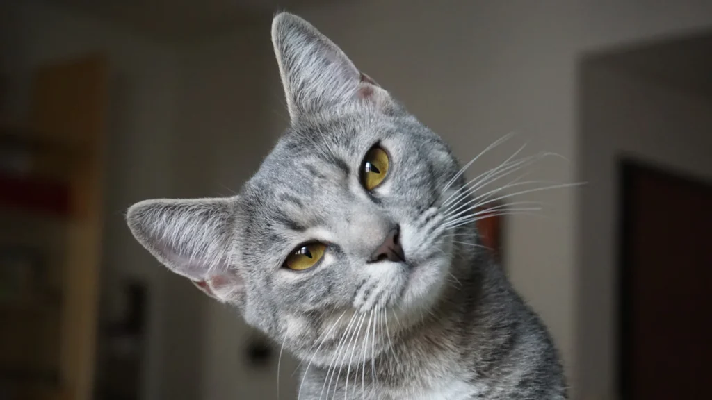 Mejor desparasitante para gatos: guía completa 2025 filetype:webp