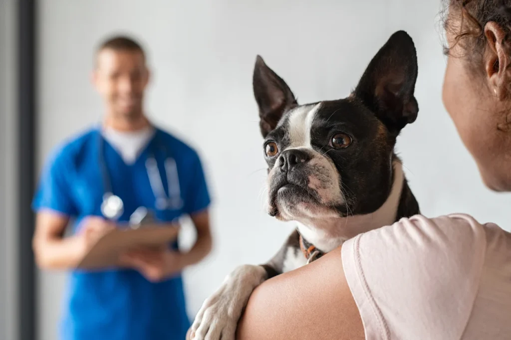 Pienso gastrointestinal perros: la solución para problemas digestivos filetype:webp