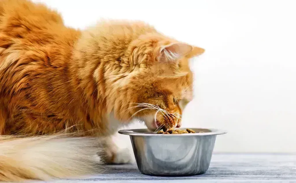 Pienso urinary gatos para la salud urinaria de tu felino filetype:webp