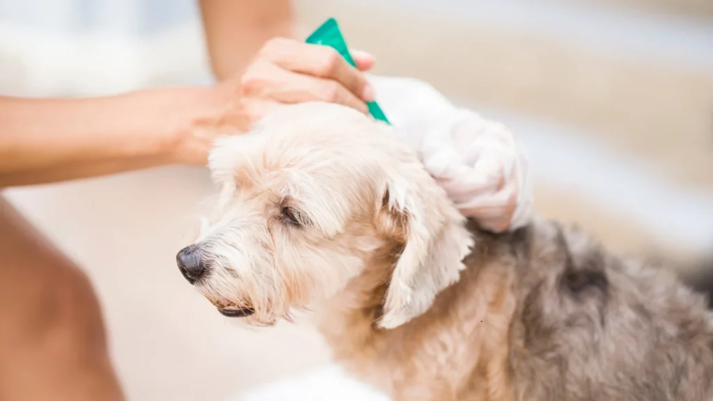 Pipetas para perros: todo lo que necesitas saber filetype:webp