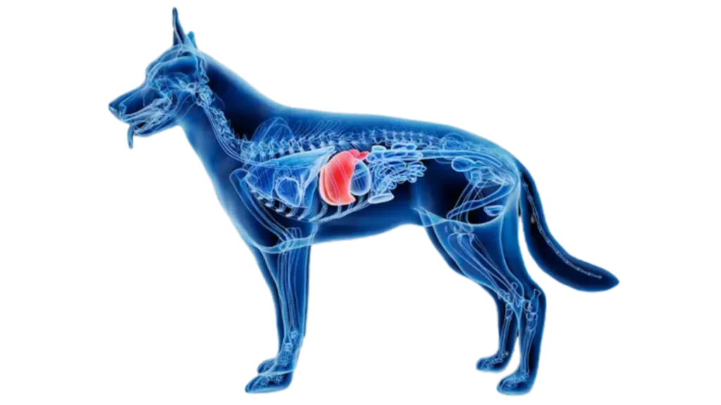 Vetgastril Plus para perros y gatos 1 Vetgastril Plus para perros y gatos filetype:webp
