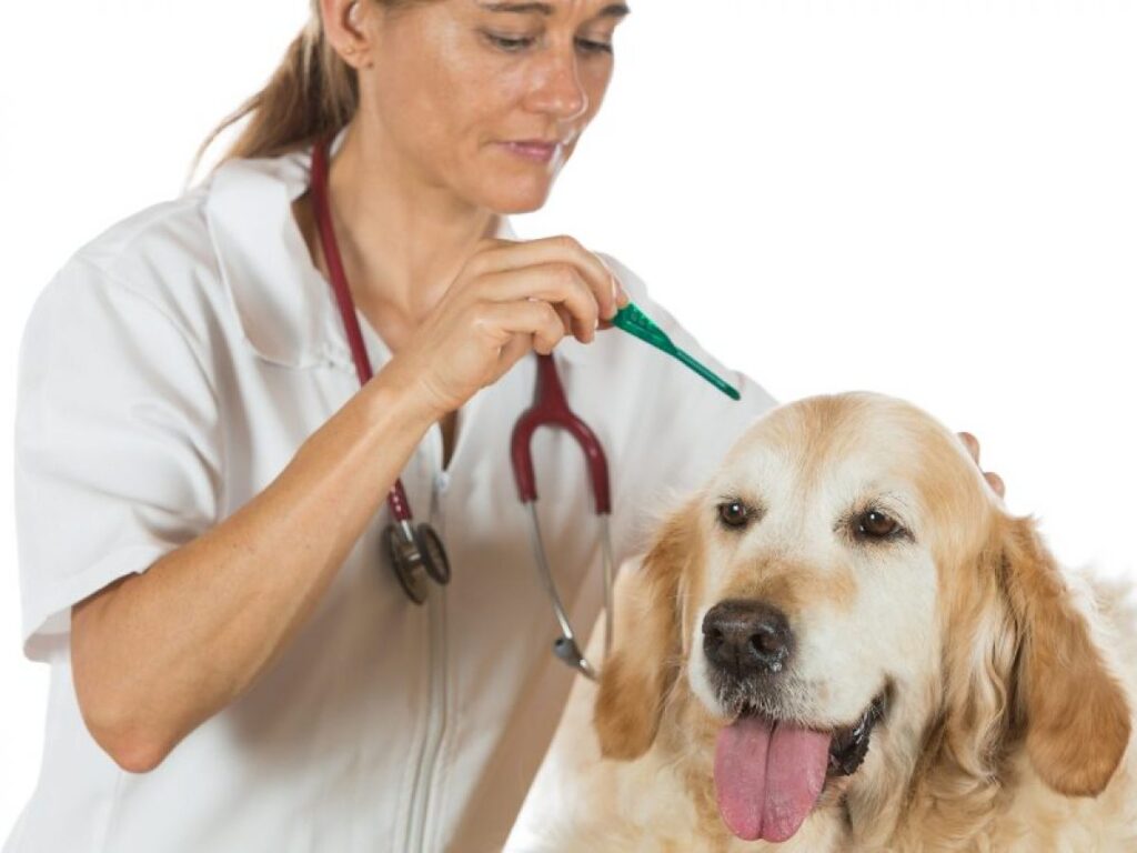 cada cuanto se desparasita a un perro
