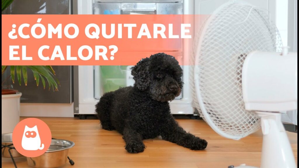 como quitarle el calor a un perro