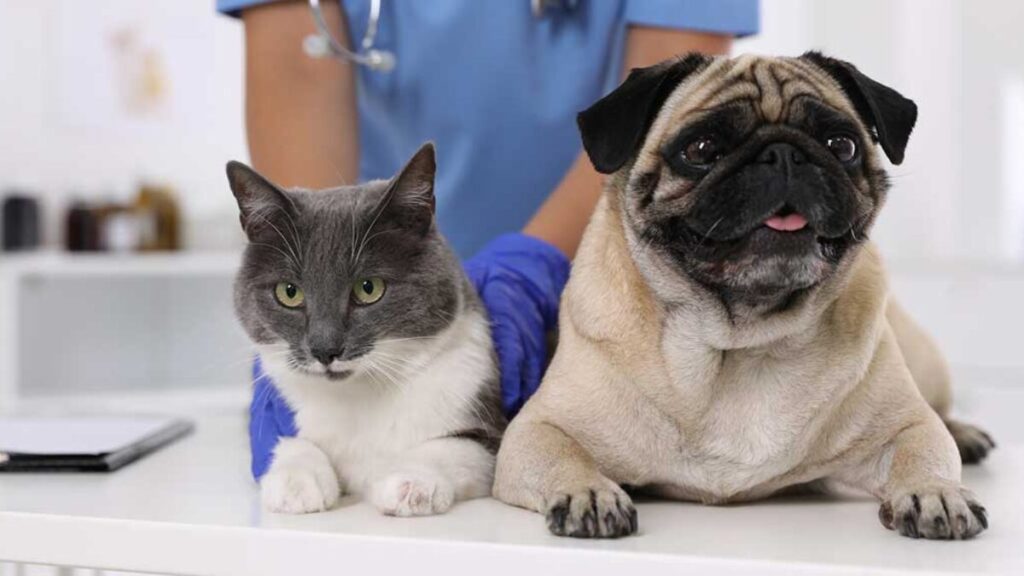 enfermedades comunes en gatos cachorros y como evitarlas