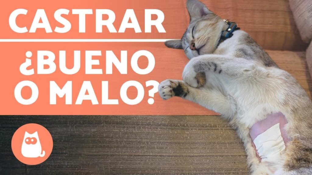 inconvenientes de castrar a un gato lo que debes saber