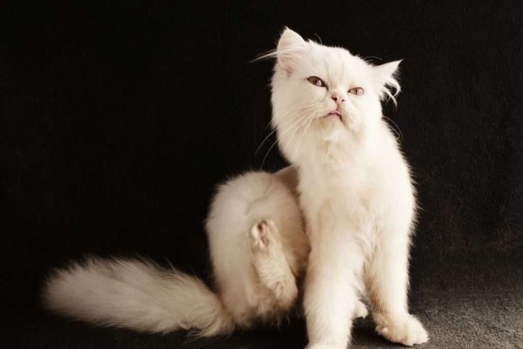 mejor collar antiparasitario gatos guia de compra 2024