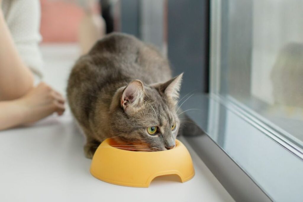 mejor pienso para gatos diabeticos guia de opciones