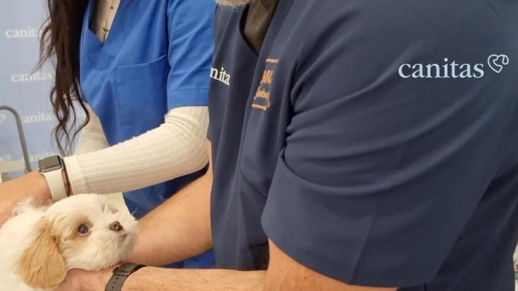 opiniones de veterinaria canitas es recomendable
