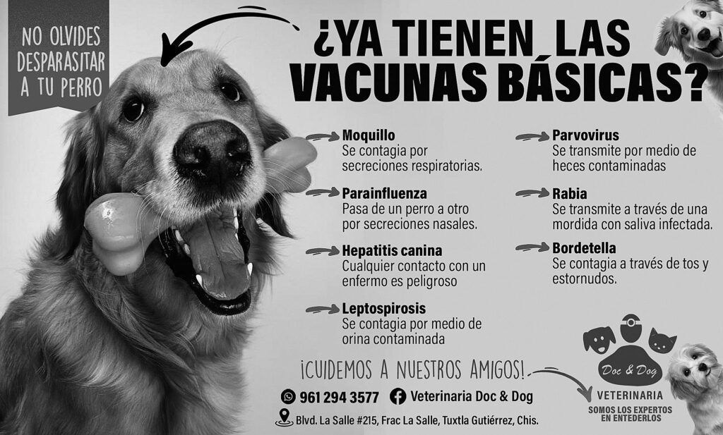 perro curro caribe su historia y legado