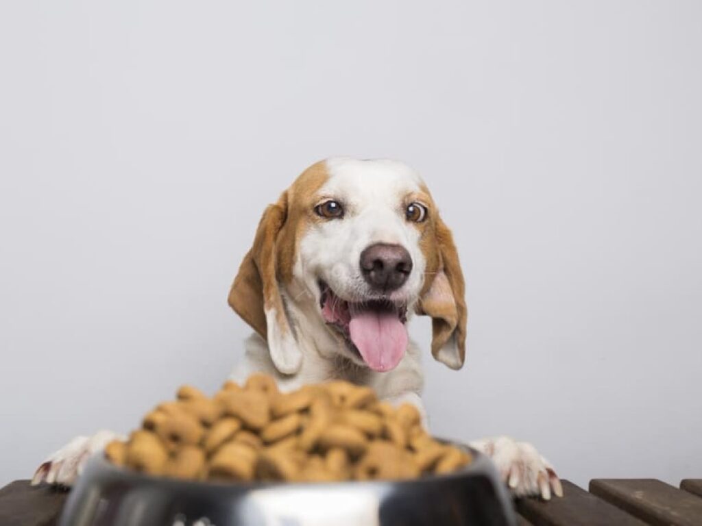 pienso para perros diabeticos guia de compra y recomendaciones