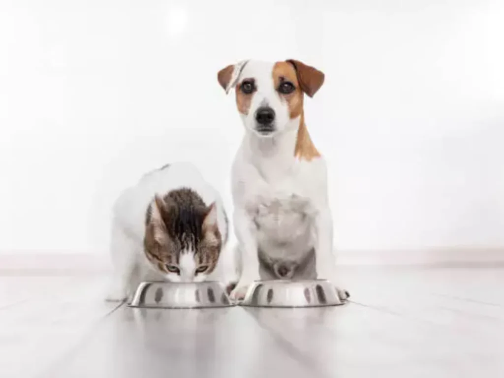 piensos baratos para perros guia de compra