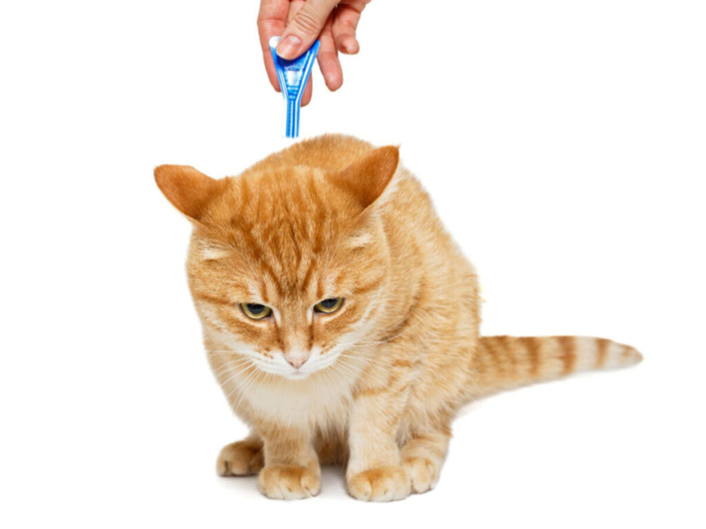 pipetas acaros gatos las mejores opciones del mercado
