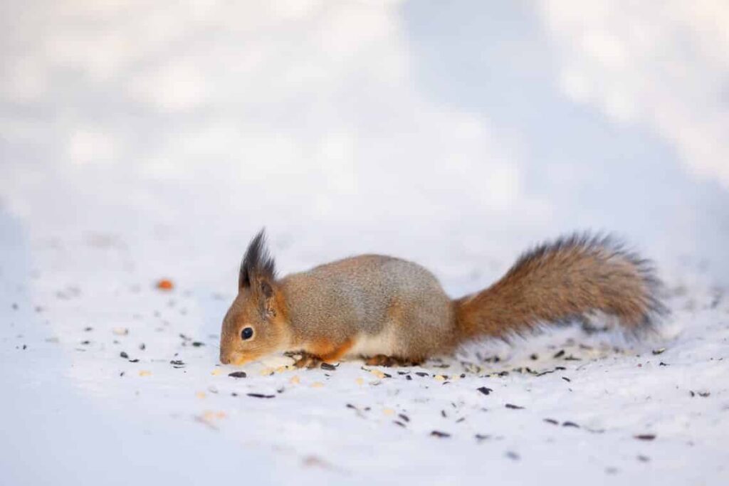 que comen las ardillas descubre si son carnivoras herbivoras u omnivoras