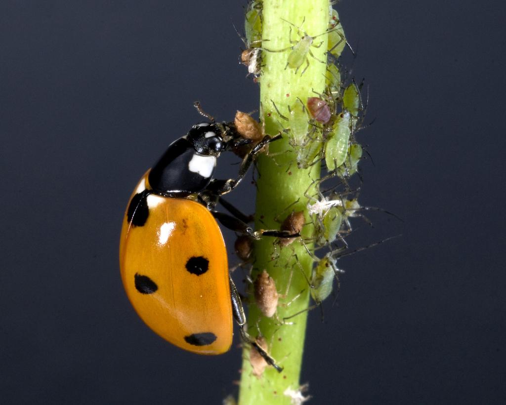 que comen las mariquitas descubre su dieta