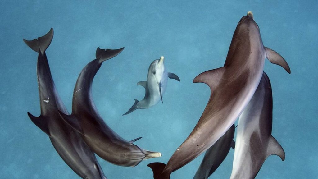 ¿Qué comen los delfines? La dieta de los reyes del océano 1 que comen los delfines la dieta de los reyes del oceano