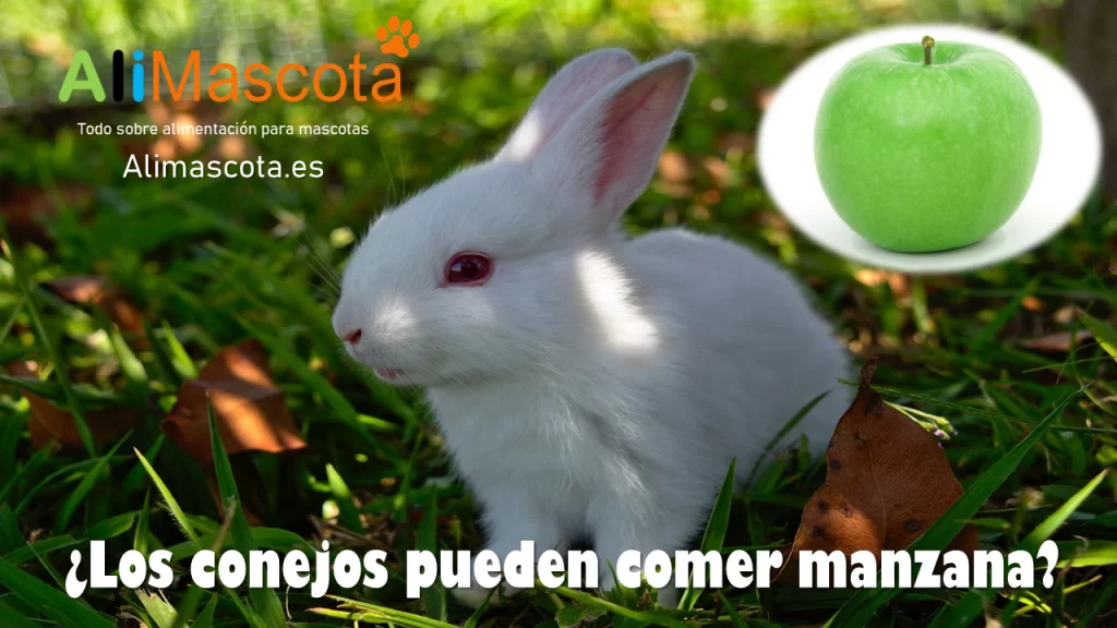 ¿Qué comen los agapornis? Alimentos permitidos y prohibidos filetype:webp
