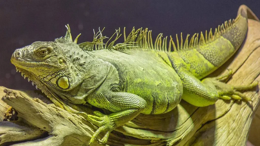 Cómo cuidar iguanas en casa: lo que necesitas saber filetype:webp