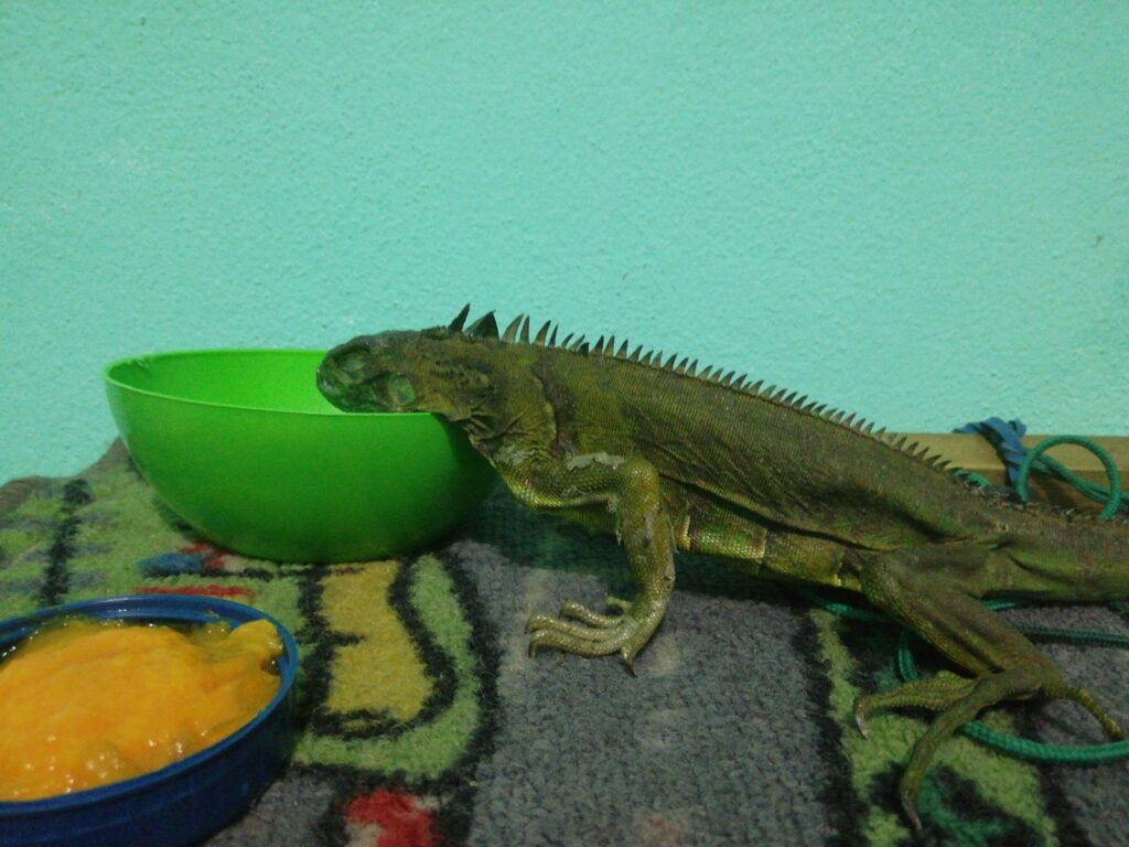 Cómo saber si tu iguana está enferma